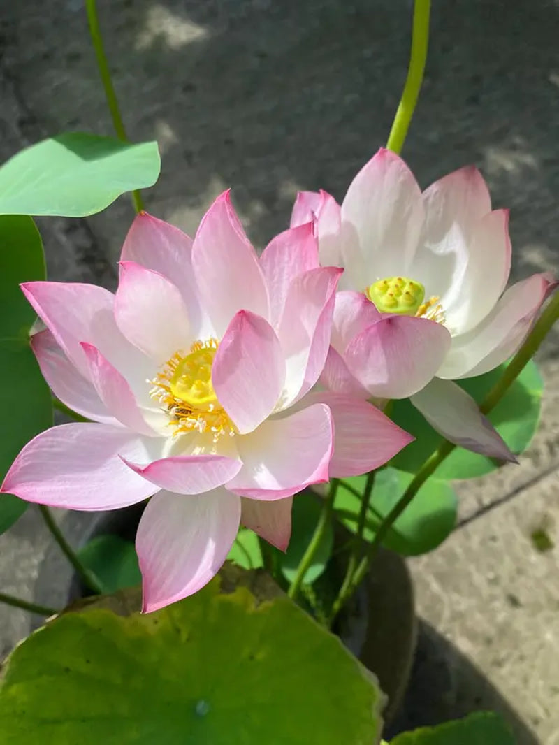 Bowl Lotus Seeds, Indoor Potted Plants, Living Room or Balcony