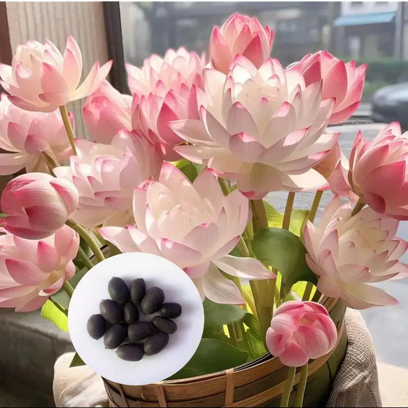 Bowl Lotus Seeds, Indoor Potted Plants, Living Room or Balcony