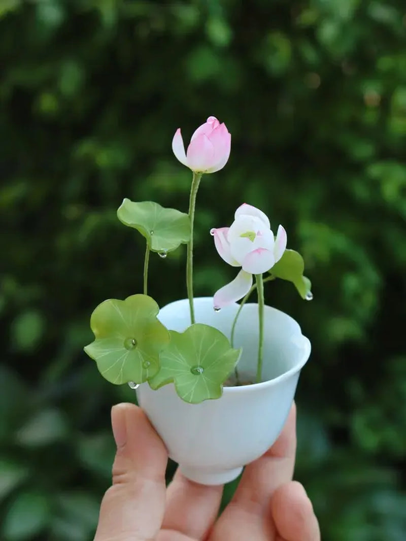 Bowl Lotus Seeds, Indoor Potted Plants, Living Room or Balcony