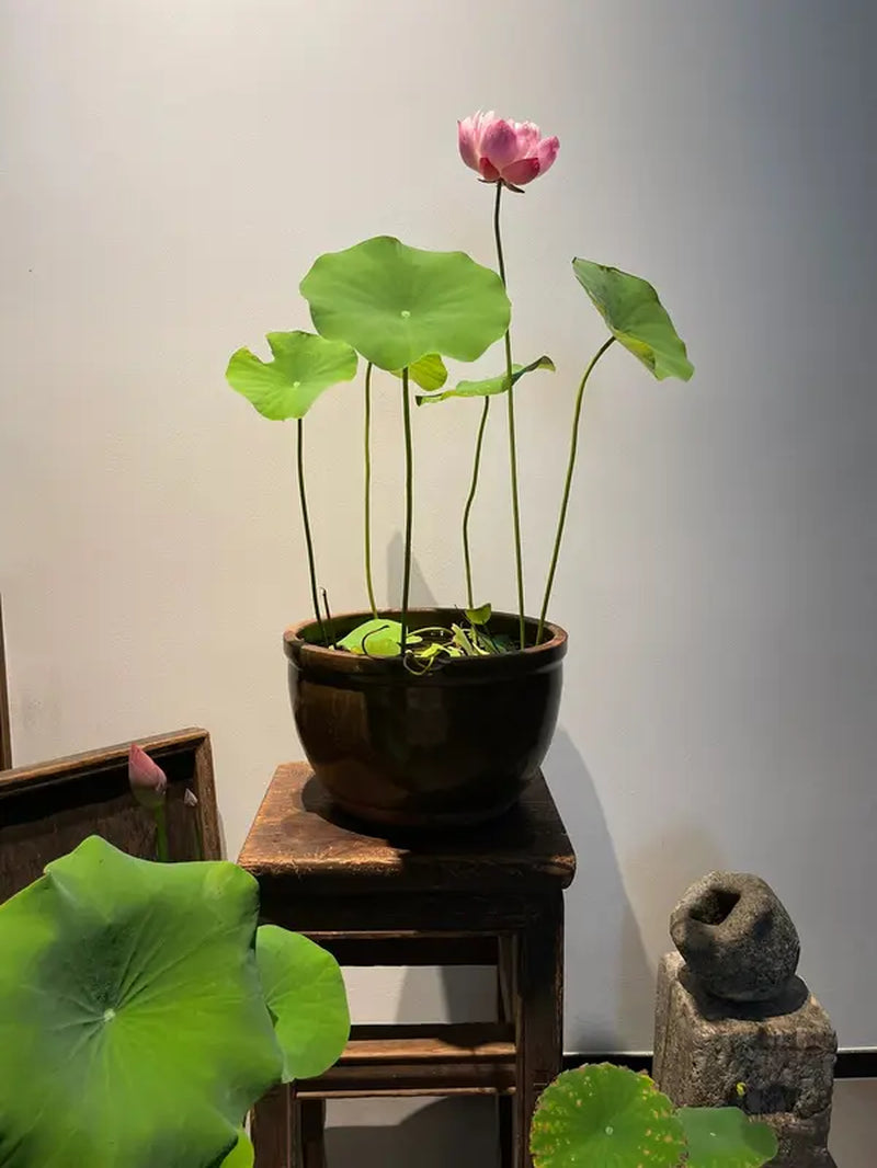 Bowl Lotus Seeds, Indoor Potted Plants, Living Room or Balcony